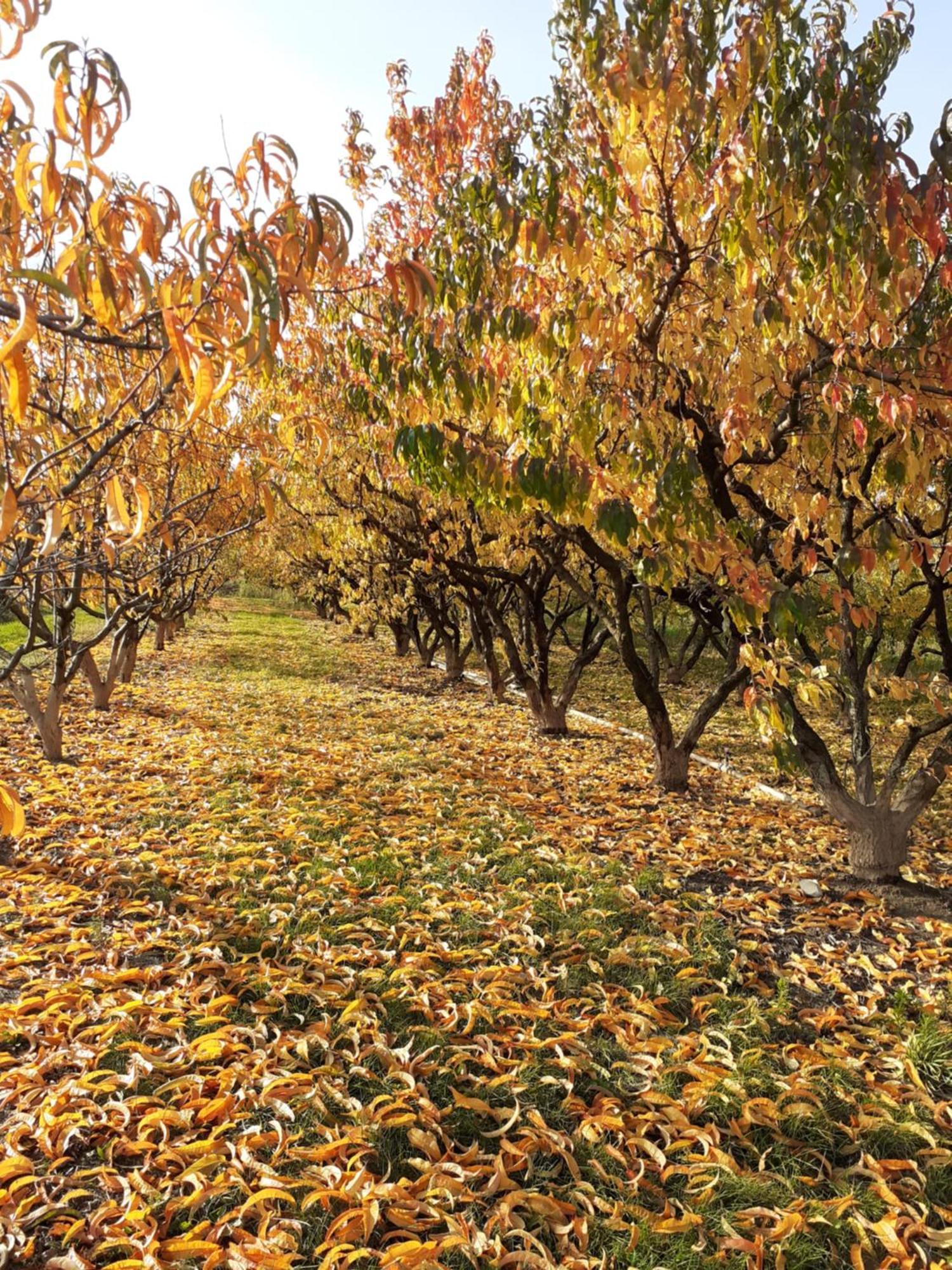 לינה וארוחת בוקר אינגרסהיים Aux Pieds Des Vignes מראה חיצוני תמונה