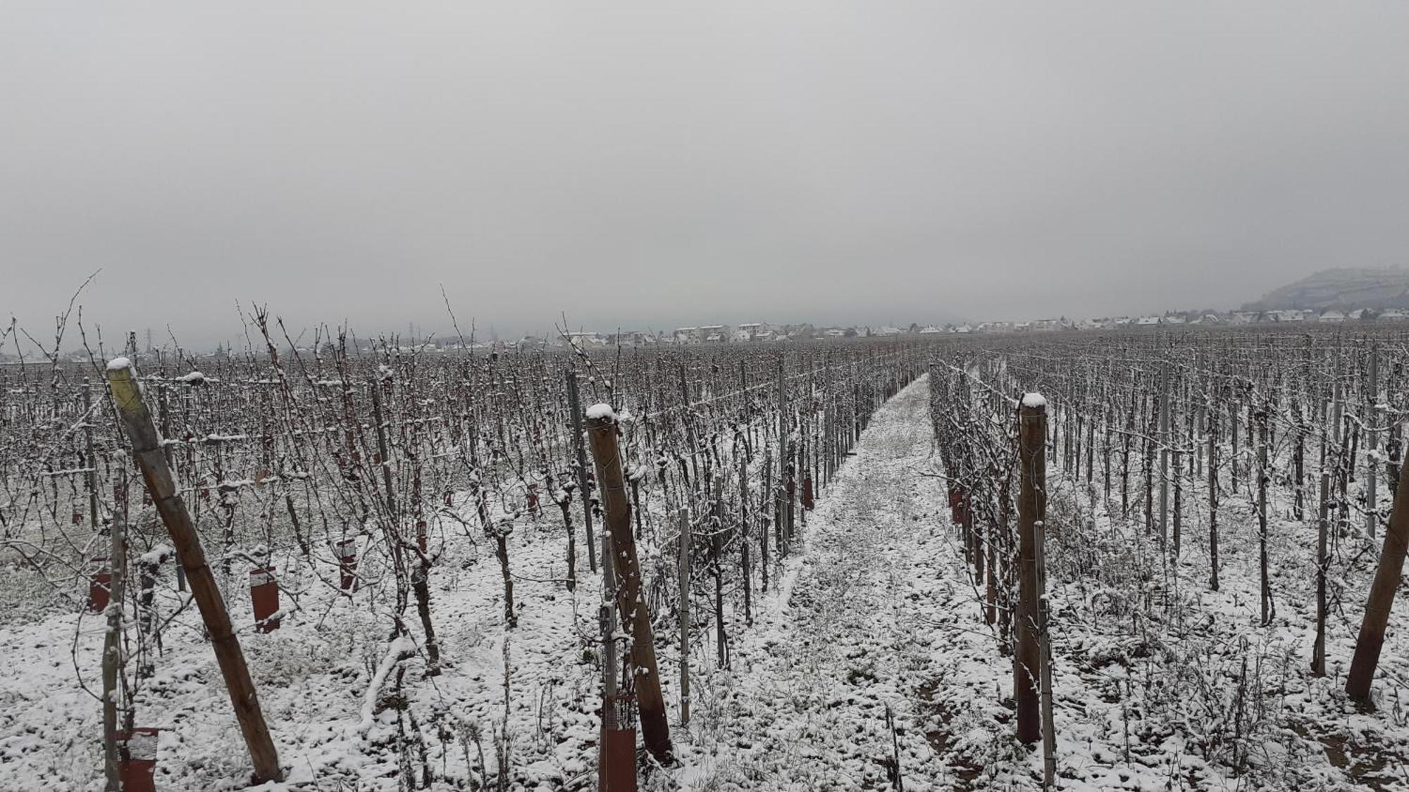לינה וארוחת בוקר אינגרסהיים Aux Pieds Des Vignes מראה חיצוני תמונה